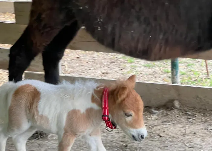 Bed & Breakfast Iris Modena