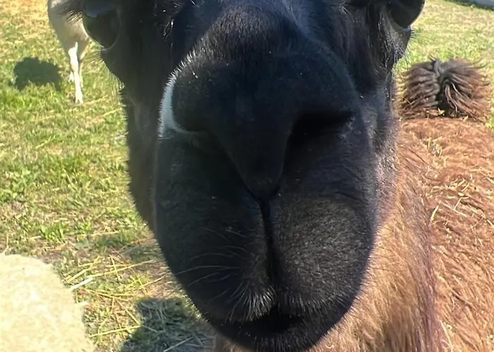 Iris Frühstückspension